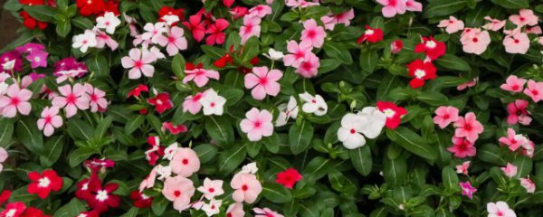 长春花种植技巧