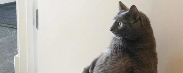 如何养和训练蓝猫