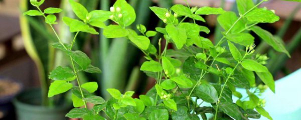 茉莉花常见养殖方法和注意事项