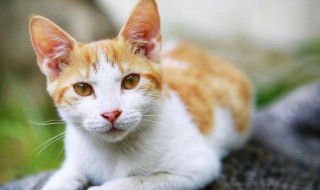 小猫身上脏怎么清理 小猫身上脏如何清理