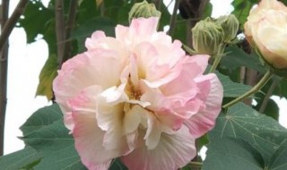 芙蓉花合适在室内养吗 芙蓉花能在卧室里养吗