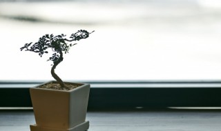 富贵籽合适放家里吗 富贵籽能不能放家里风水好吗