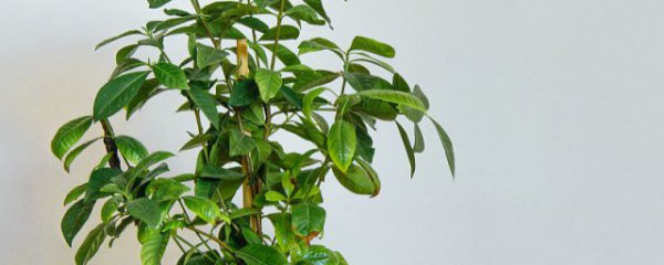 发财树养护方法推荐