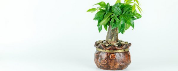 风水植物有哪些