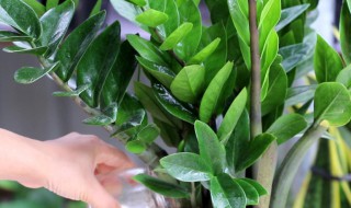 金钱树的种植方法 金钱树如何种植