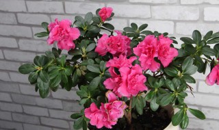 杜鹃花换盆前如何进行修剪 杜鹃花换盆前如何进行修剪