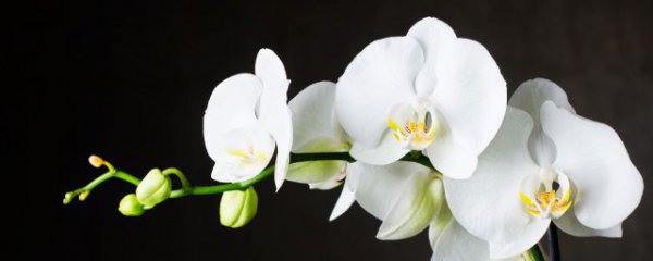 世界上最高贵优雅的花