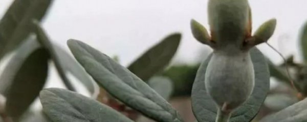 菲油果苗品种介绍