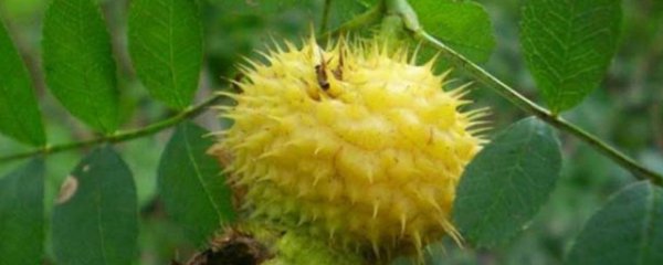 野生刺梨有哪些食用方法