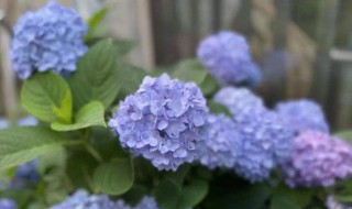 绣球的扦插繁殖方法 绣球花繁殖方法 怎么繁殖绣球花