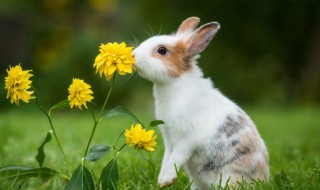 动物的叫声 兔子会叫吗 兔子有叫声吗