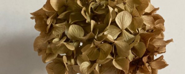 绣球怎么做干花不变色
