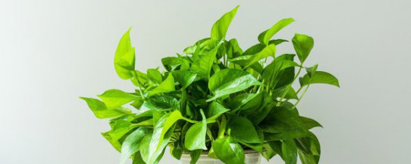 家里的缘萝怎样养殖比较好