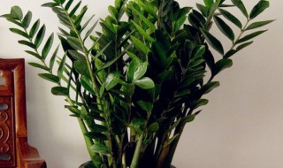 金钱树可以剪枝吗 金钱树能不能剪枝