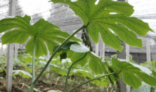 八角莲种植技巧 八角莲有什么种植技巧