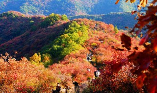 北京香山红叶什么时候红 香山公园观赏红叶最佳时间