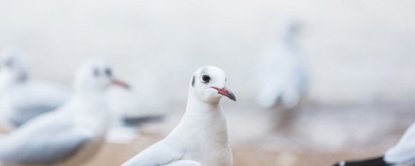 鸽子吃什么东西