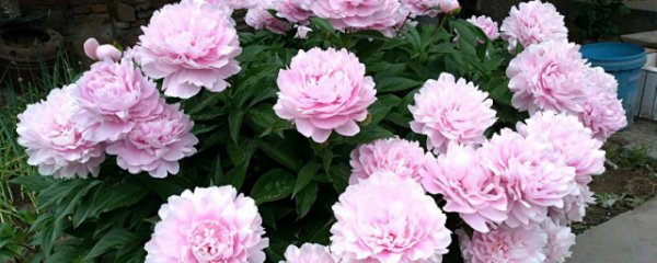 芍药怎么养才长得好