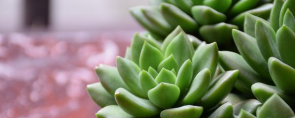 多肉植物臀部花怎么养