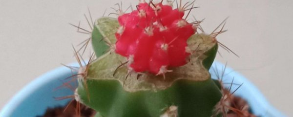 绯牡丹怎么嫁接