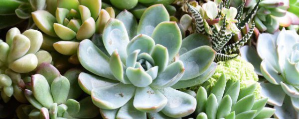 多肉植物玉蝶怎么养