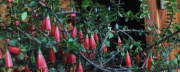 树萝卜盆景怎么养