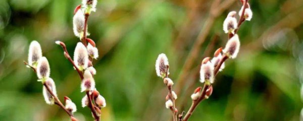 银柳怎么科学的养护管理