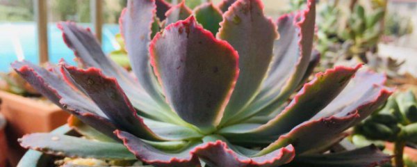 晚霞怎么养变红