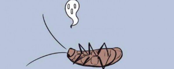 家里出现蟑螂如何处理