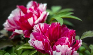 室内养牡丹花好不好 牡丹花该怎么养 怎么养好牡丹花