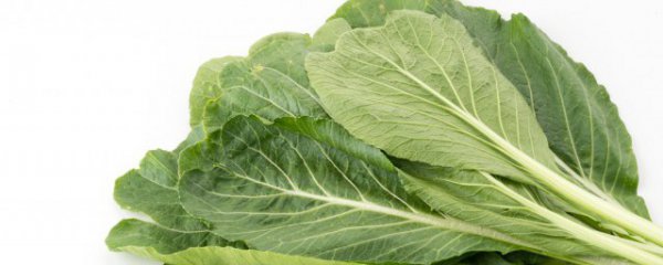 荠菜怎么做好吃又简单