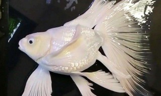 50×40缸能养几条蝴蝶鲤 蝴蝶鲤怎么养 蝴蝶鲤接着养殖