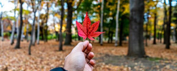 一年四季如何分几个月