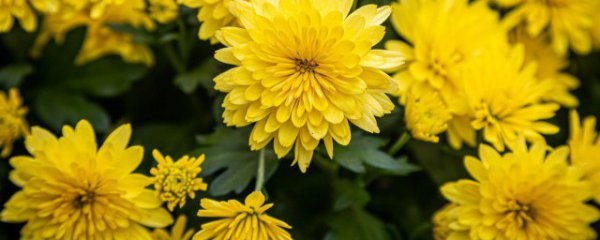 菊花类品种大全