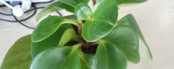 小家碧玉花怎么养