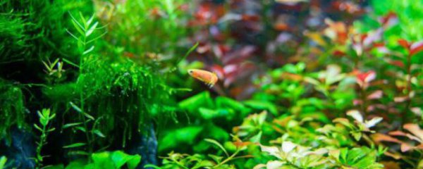 鱼缸里的水草怎么养殖