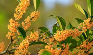 桂花树叶子发白怎么办 桂花树叶子发白如何做