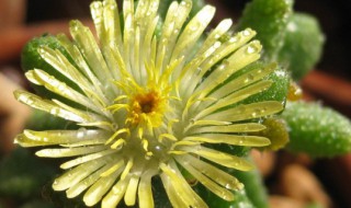 雷童怎么养能快速生长 雷童的养殖方法