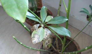 摇钱树叶子发黄怎么办 摇钱树叶子发黄如何处理