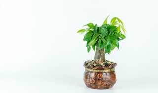 水养发财树叶子发黄怎么办 水养发财树叶子发黄处理方法