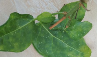 茉莉叶子干枯怎么办 茉莉叶子干枯如何处理