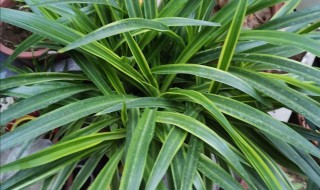 吊兰叶子软怎么办 吊兰叶子变软的处理方法