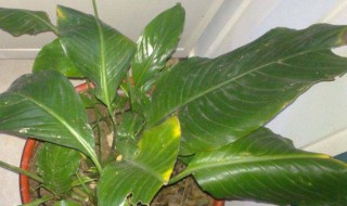一帆风顺叶子尖发黄怎么办 一帆风顺叶子尖发黄咋办