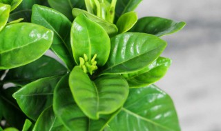 枝子花叶子变黑怎么办 枝子花叶子变黑咋办