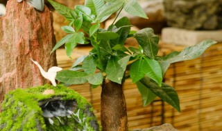 招财树叶子蔫了怎么办 招财树叶子蔫了的解决方法