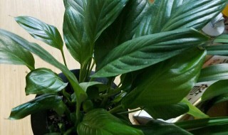 一帆风顺的叶子蔫了怎么办 一帆风顺的叶子蔫了如何处理