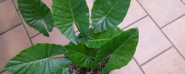 滴水观音怎么养叶子才茂盛