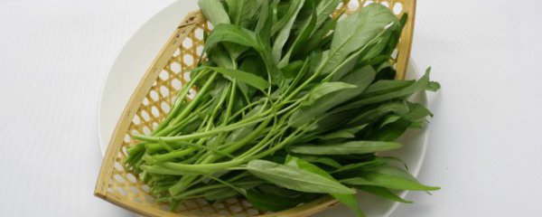 空心菜叶子发黄怎么办