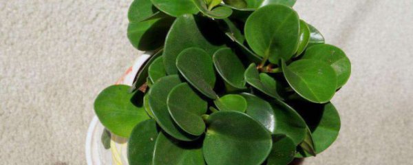 碧玉叶子变黑怎么救治