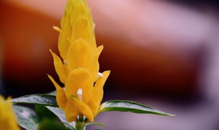 黄金塔花叶子卷怎么办 黄金塔花叶子卷如何处理